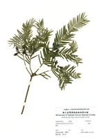 藏品(粗榧)的圖片